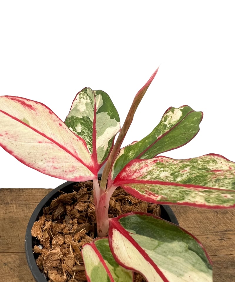 アグラオネマ サイアム オーロラ 斑入 「Aglaonema Siam Aurora