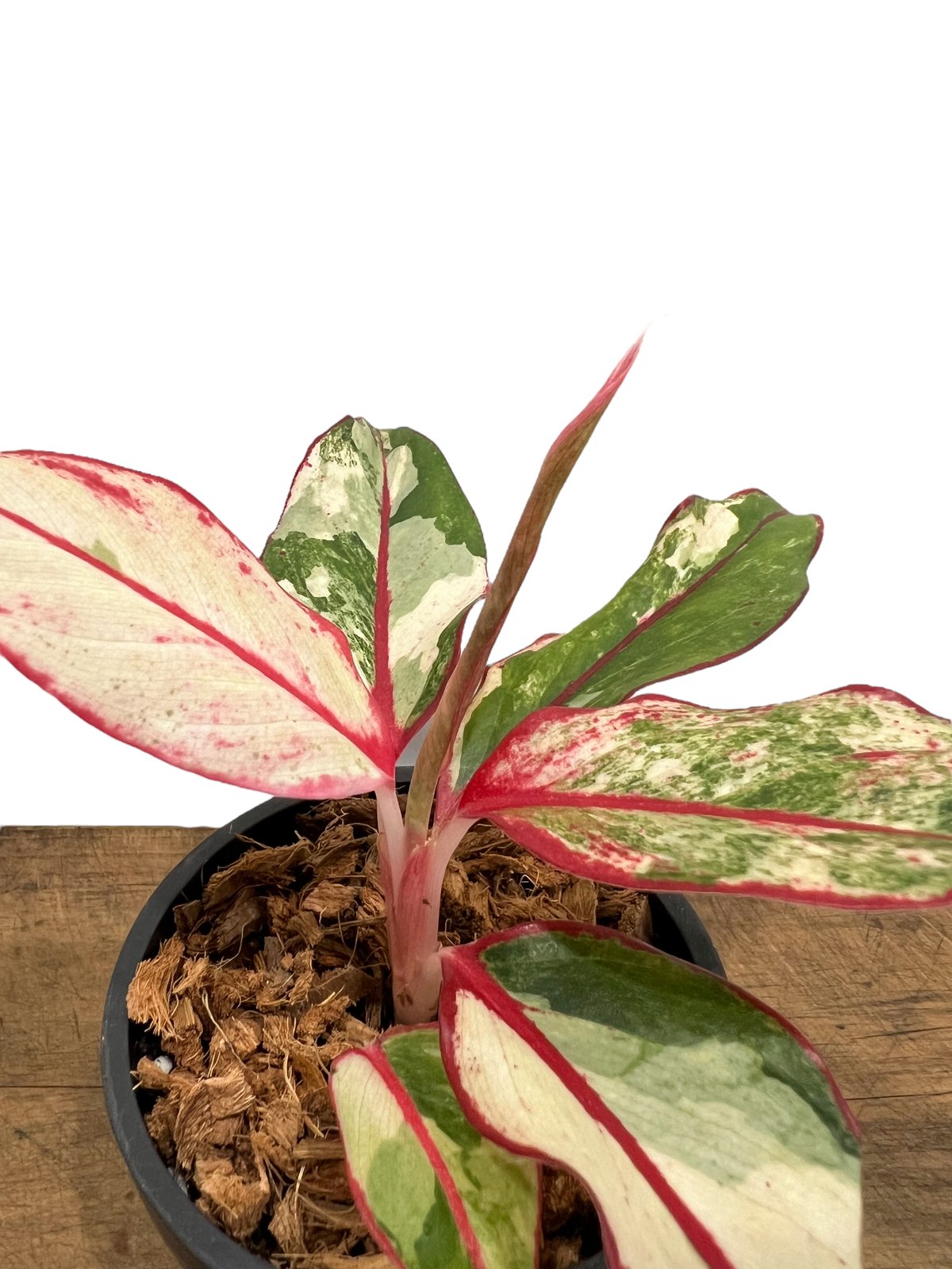 激レア　アグラオネマ　Aglaonema サイアムオーロラ アグラオネマ サイアム オーロラ 斑入 「Aglaonema Siam Aurora