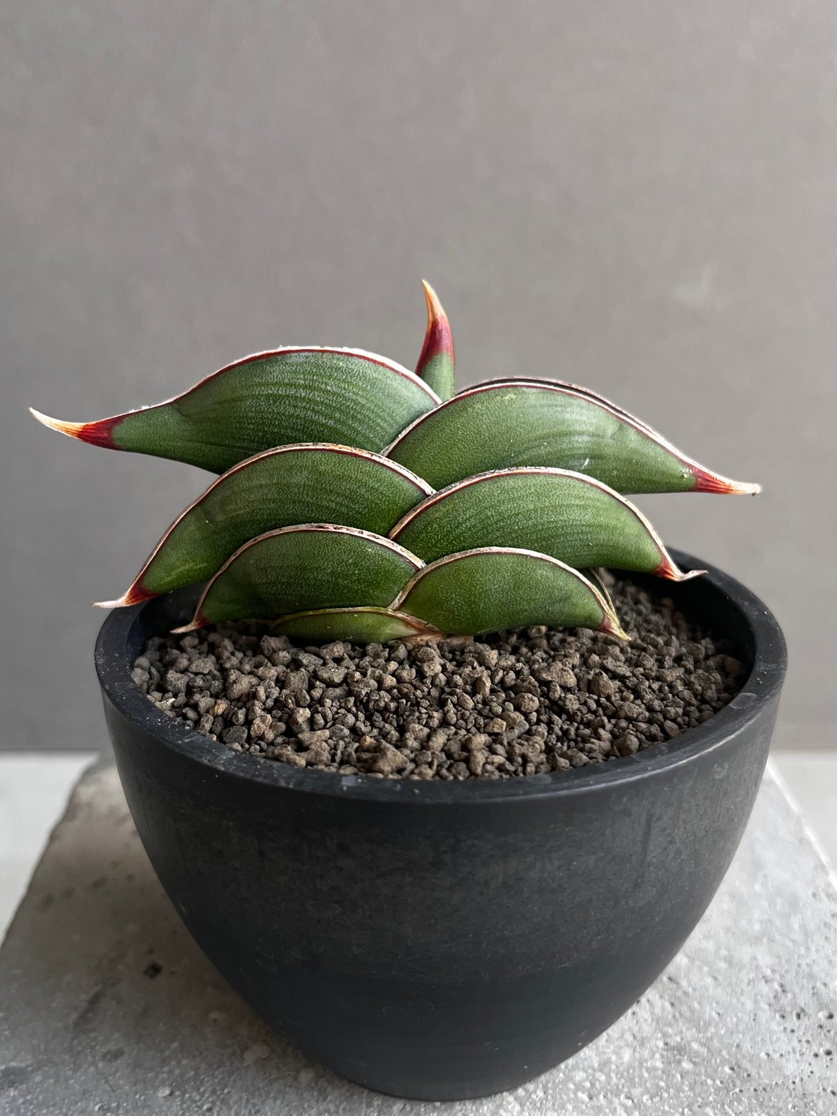 サンセベリア ロリダ 「Sansevieria rorida」8A | SHOUCHIKUEN