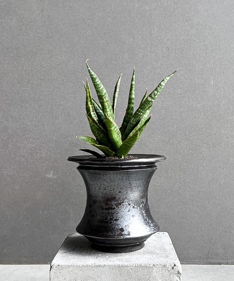 サンセベリア カミナリ 「Sansevieria KAMINARI “雷”」62I | SHO