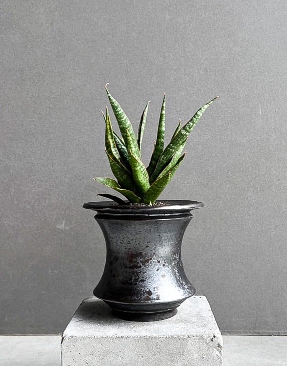 サンセベリア カミナリ 「Sansevieria KAMINARI “雷”」62I | SHO