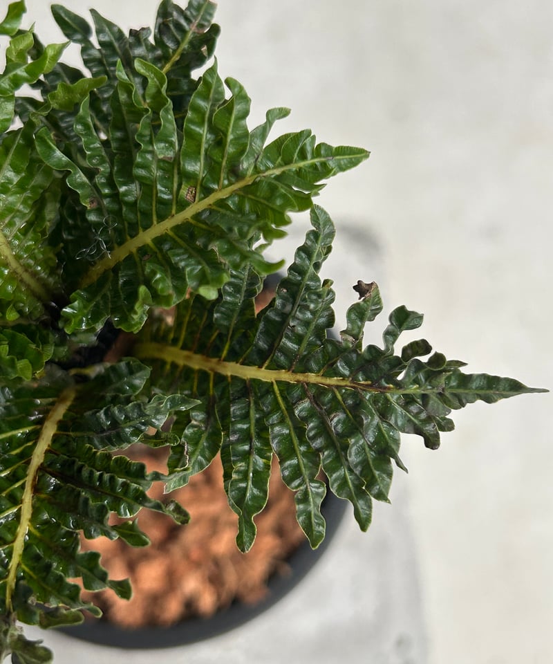 ブレクナム　ギバム　ドワーフ ザ・ファームセレクト]ブレクナムギバム： ドワーフ（幹立ち