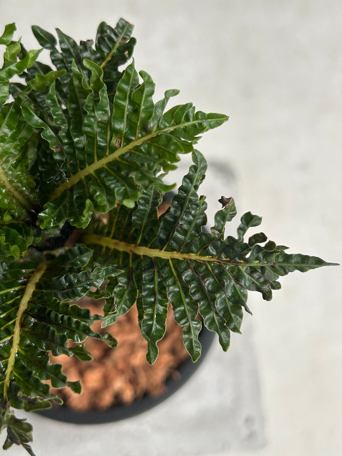 ブレクナム ギッバム ドワーフ ブレクナム ギッバム ドワーフ 「Blechnum gibbum Dwarf 」17I
