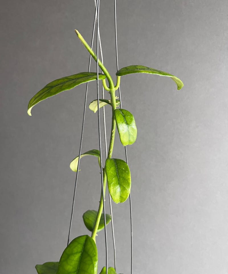 ホヤ グロブローサ 「Hoya globulosa 」71U | SHOUCHIKUEN