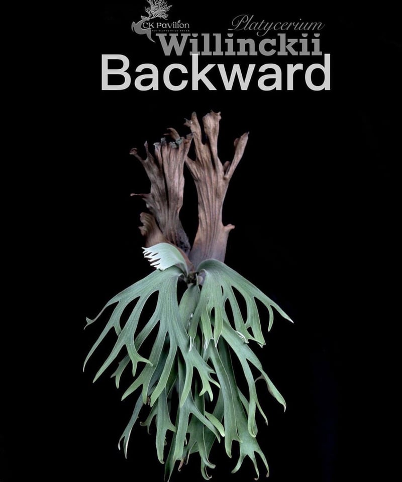 ビカクシダ ウィリンキー cv. バックワード「Platycerium willinckii