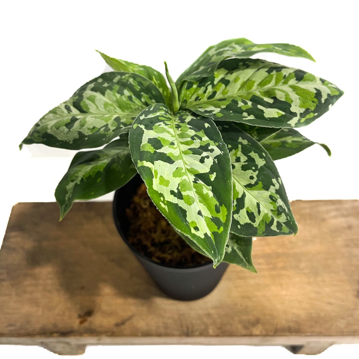 アグラオネマ ピクタム トリカラー「Aglaonema pictum tricolor アグラオネマ ピクタム トリカラー「Aglaonema pictum tricolor