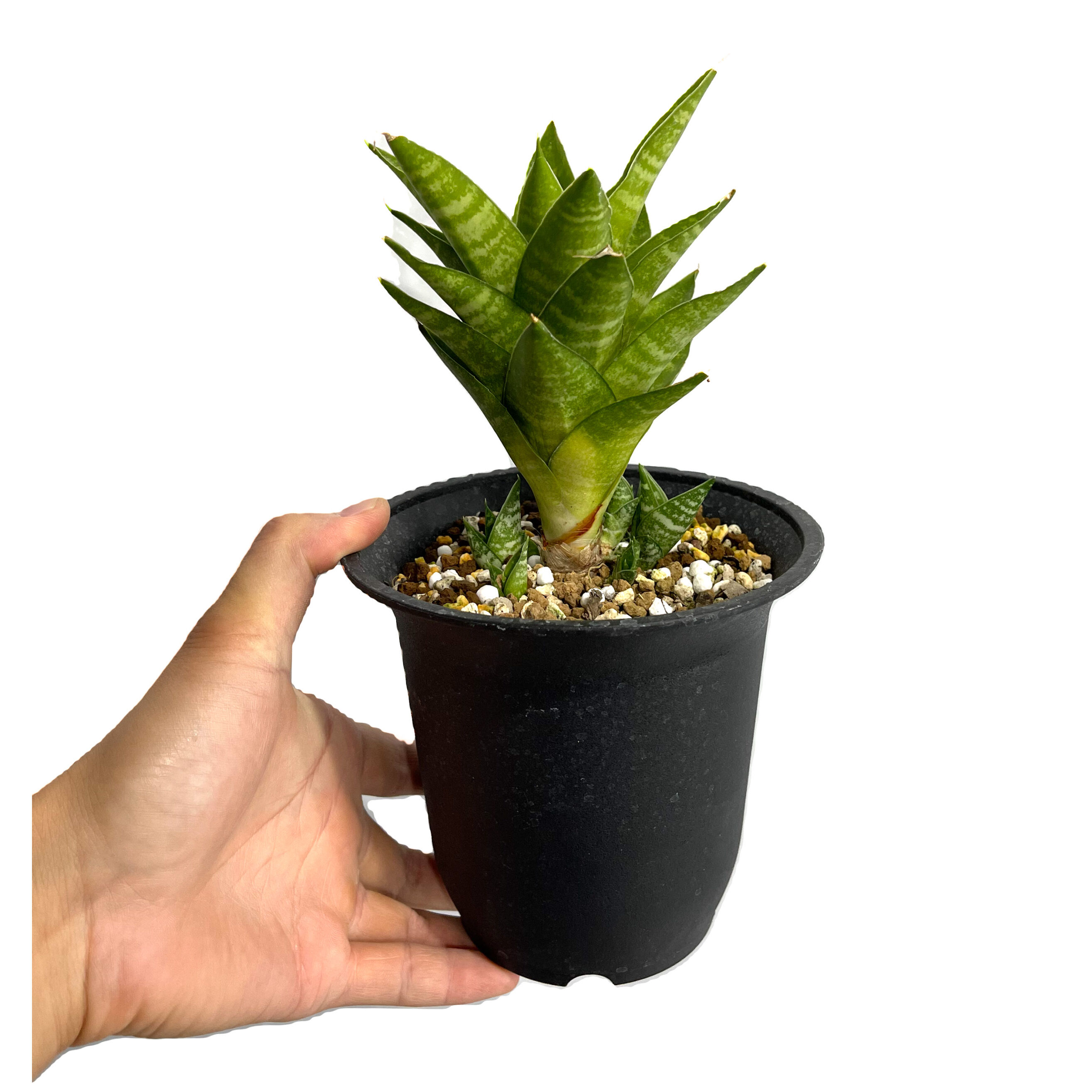 サンセベリア インドネシアン ハイタワー 「Sansevieria Indonesian Hi