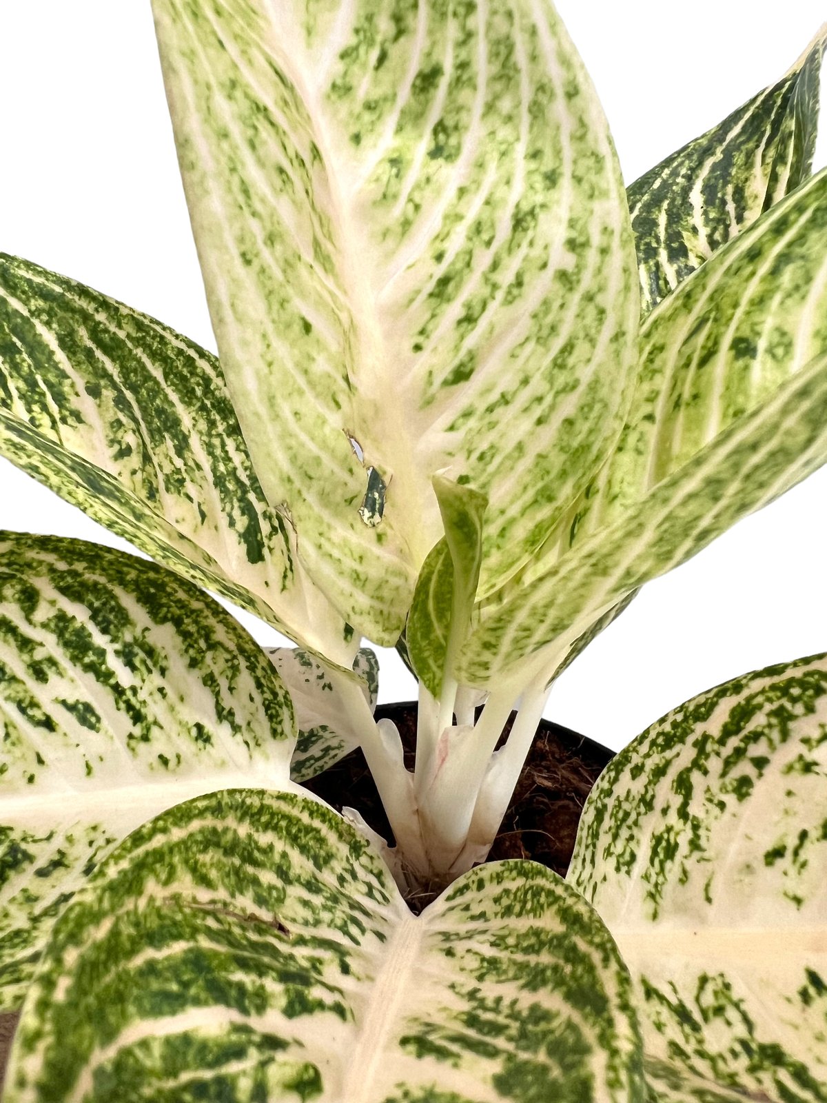 アグラオネマ ホワイト レガシー 「Aglaonema White Legacy」78L |