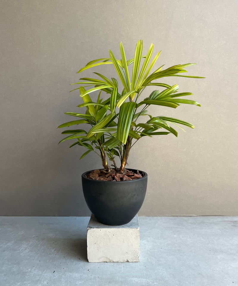 観音竹 “綾錦（あやにしき）” 「Rhapis excelsa」2N | SHOUCHIKUEN