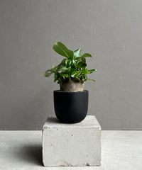 アグラオネマ タマラ 「Aglaonema Tamara」76F | SHOUCHIKUEN