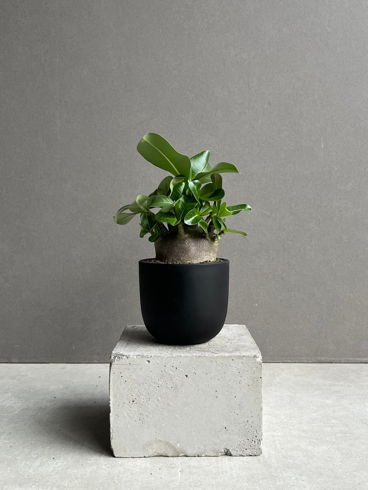 アデニウム アラビカム スーパー ドワーフ “ブラック” 「Adenium