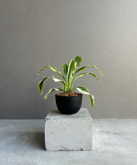 ちぃ‼️流通皆無‼️✩.*˚ウンベラータ 斑入りトップ✩.*˚3 ちぃ‼️流通皆無‼️✩.*˚ウンベラータ 斑入りトップ✩.*˚3 Amazon