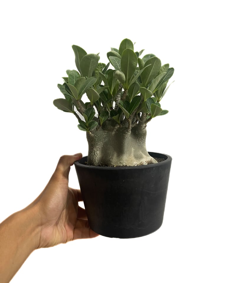 アデニウム アラビカム ドワーフ タイプ「Adenium arabicum dwarf ty