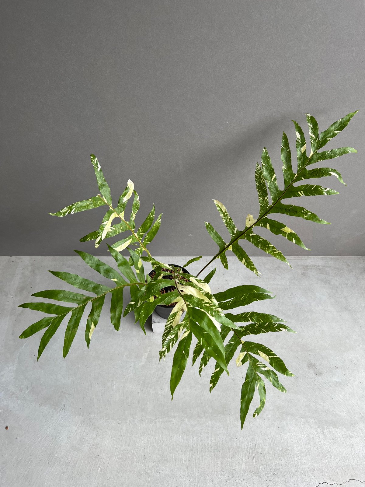 ドリナリア クエルシフォリア 斑入 「Drynaria quercifolia