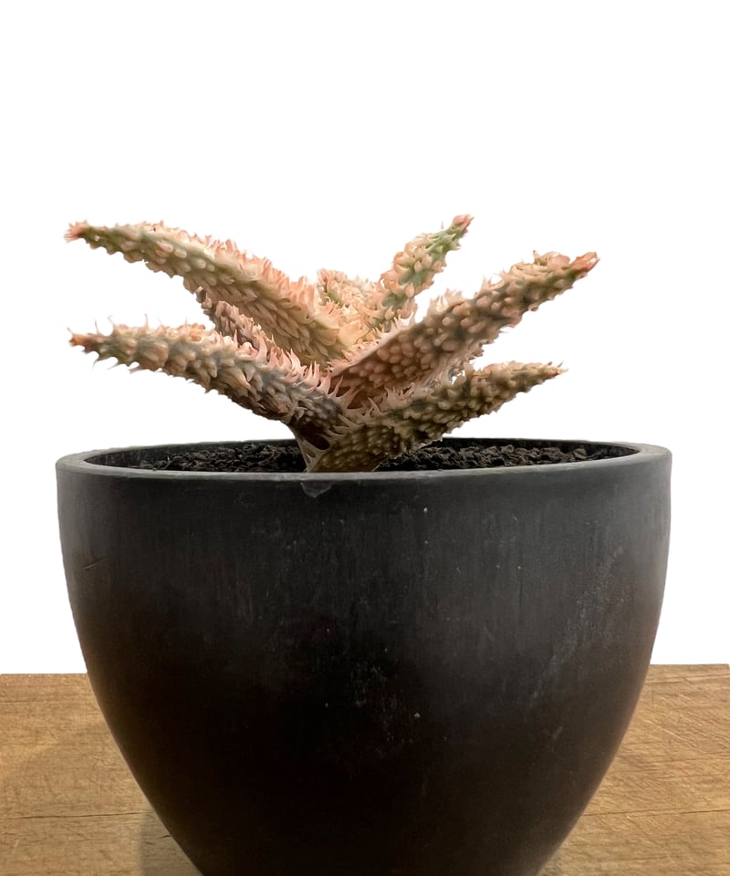 アロエ　テンプラ アロエ テンプラ 「Aloe Tempra」37T | SHOUCHIKUEN