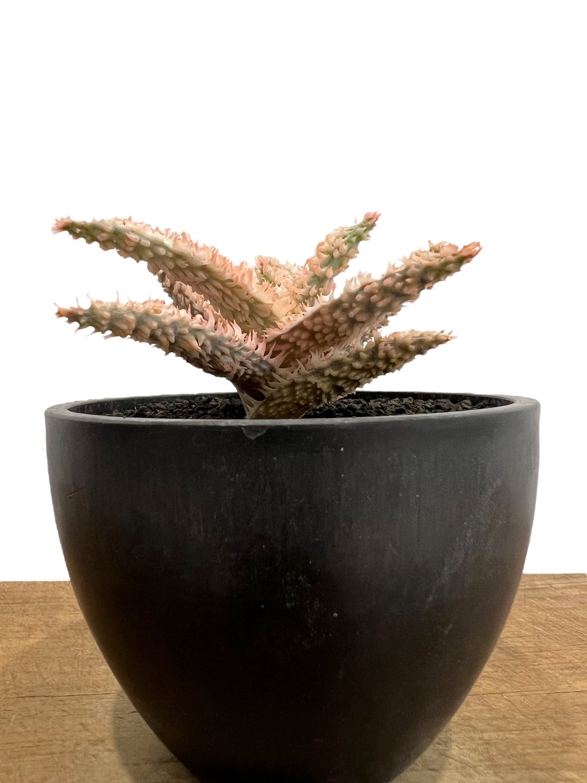 アロエ テンプラ 「Aloe Tempra」38T | SHOUCHIKUEN