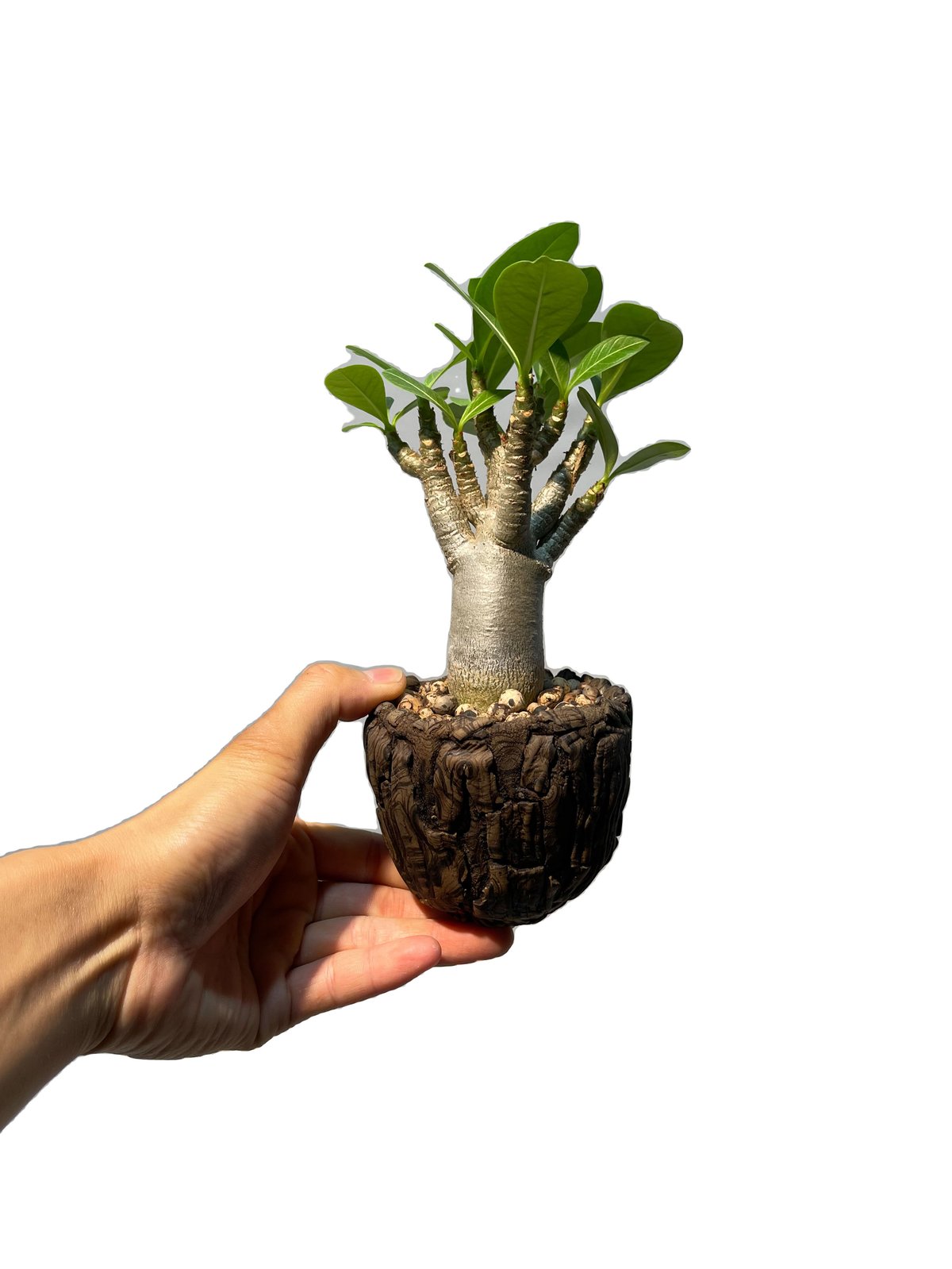 fit=scale-down,w=1200