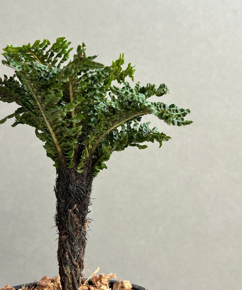 ブレクナム ギッバム ドワーフ 「Blechnum gibbum Dwarf 」87H