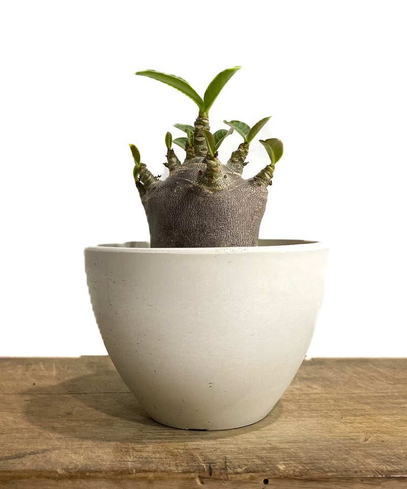 アデニウム アラビカム ドワーフ “ブラック”「adenium arabicum アデニウム アラビカム ドワーフ “ブラック”「adenium arabicum
