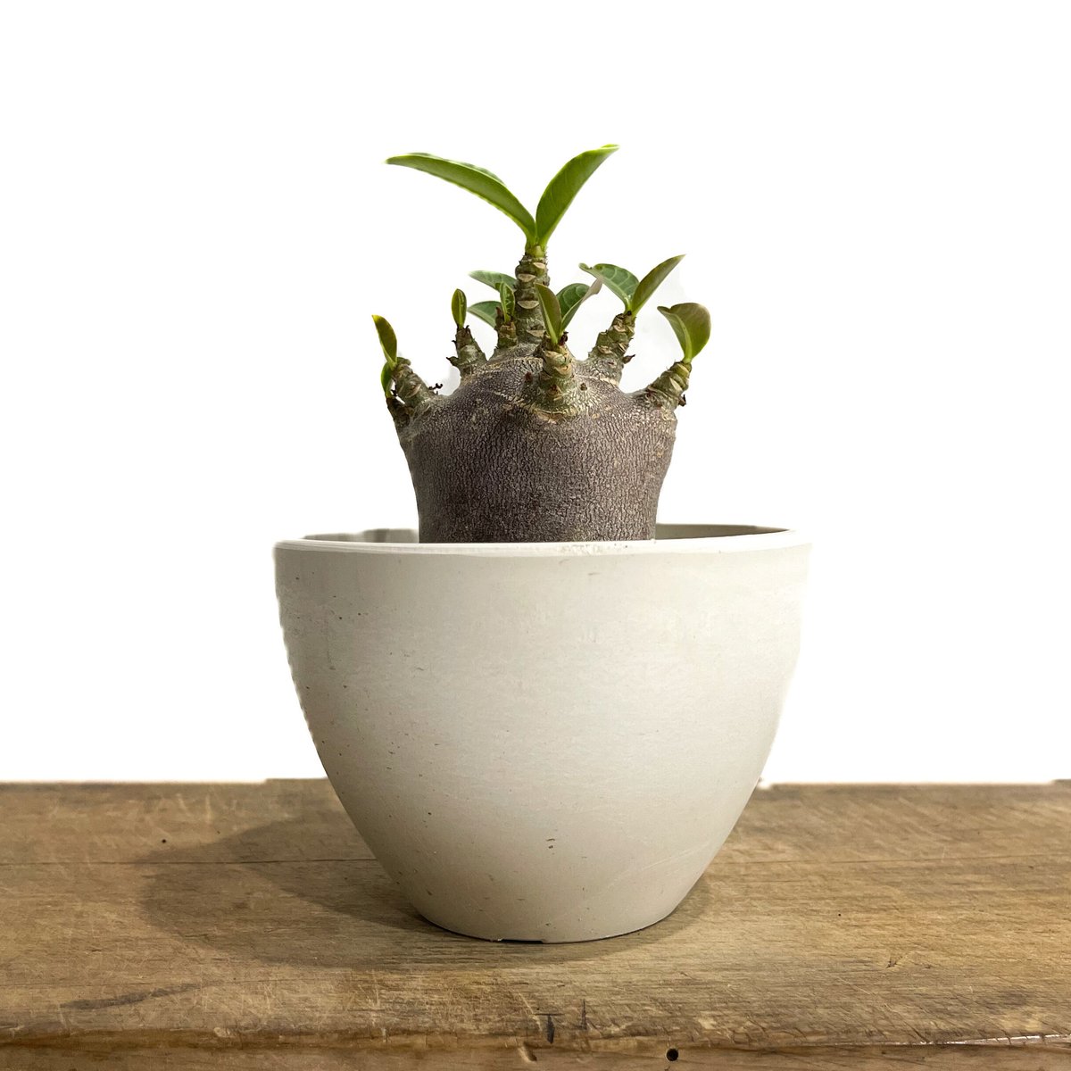 アデニウム アラビカム ドワーフ “ブラック”「adenium arabicum Dwar