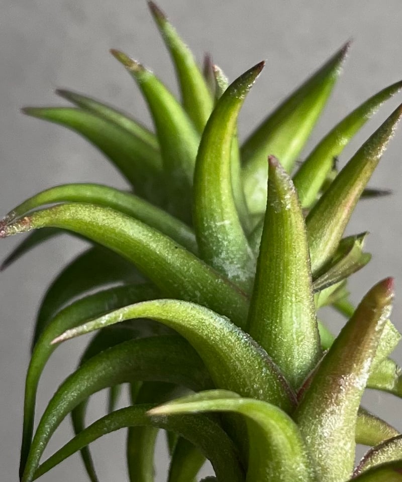 B*2様 バンハイニンギー　斑入 ティランジア バンハイニンギー 斑入 「Tillandsia vanhyningii Vari