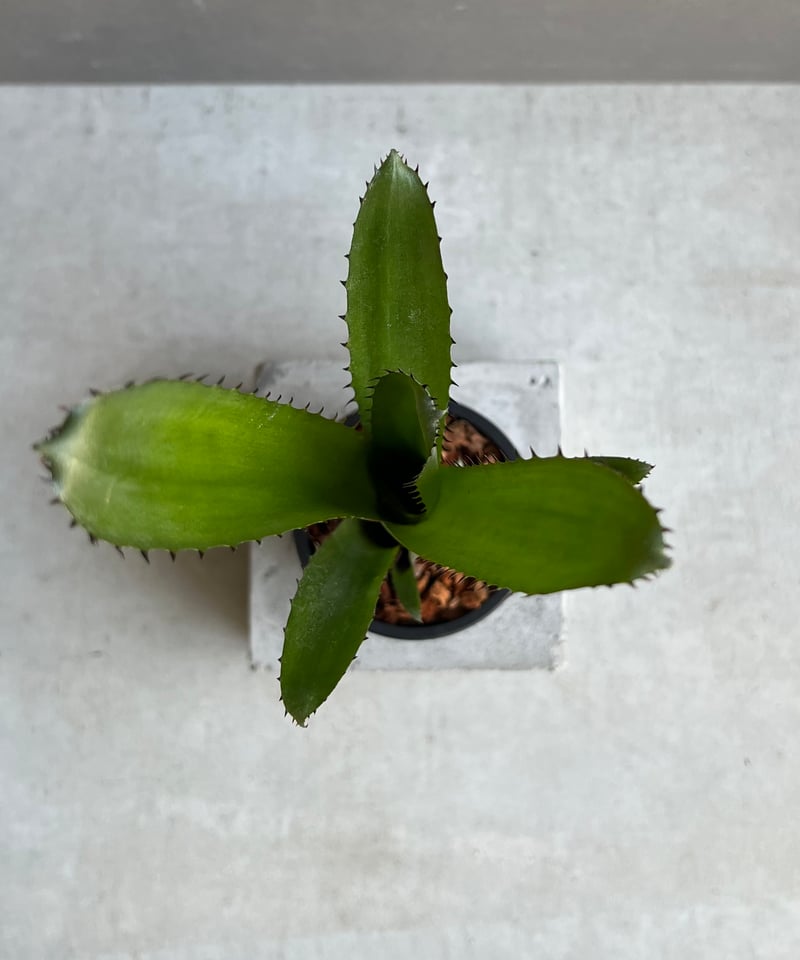 ビルベルギア オーバー ザ ムーン 「Billbergia Over The Moon ビルベルギア オーバー ザ ムーン 「Billbergia Over The Moon
