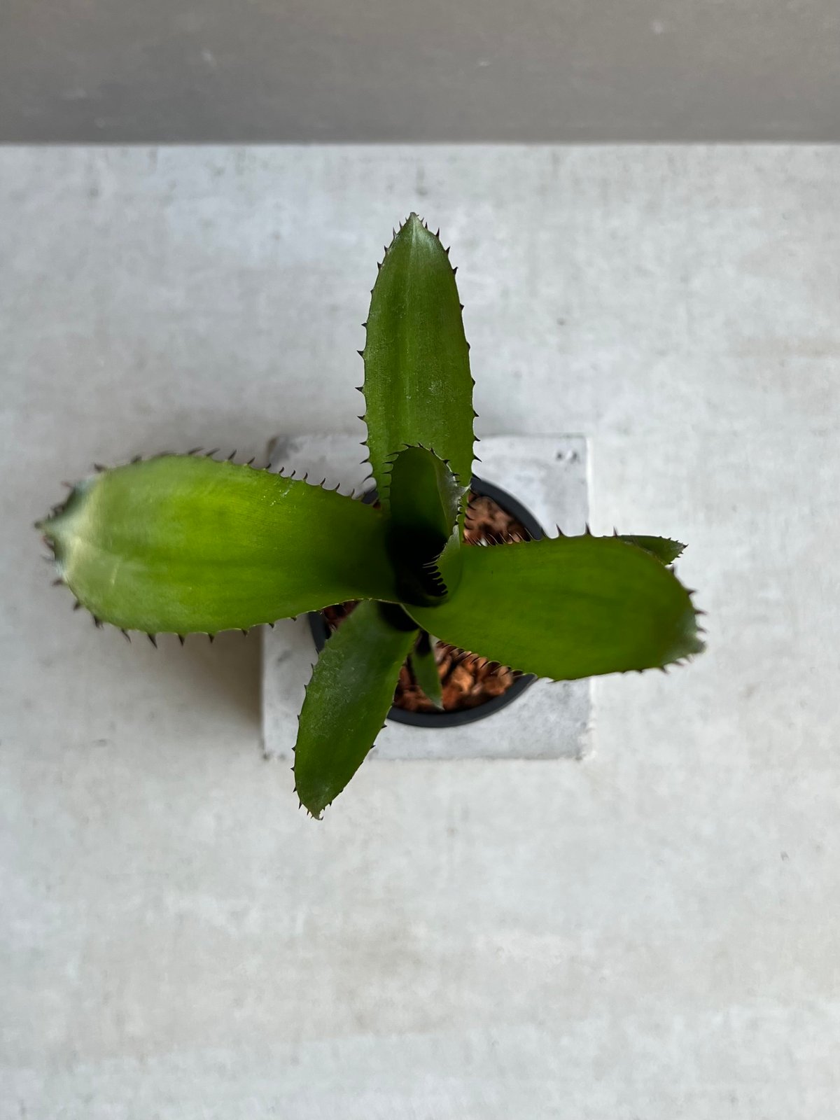 ビルベルギア オーバー ザ ムーン 「Billbergia Over The Moon」26A