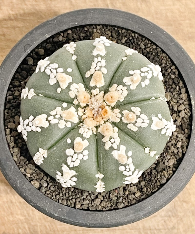 アストロフィツム 兜 Ⅴタイプ 「Astrophytum asterias V type (L