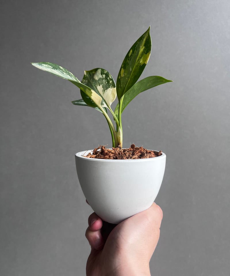 アグラオネマ スワンナプーム「Aglaonema Suvarnabhumi」53A | SHO