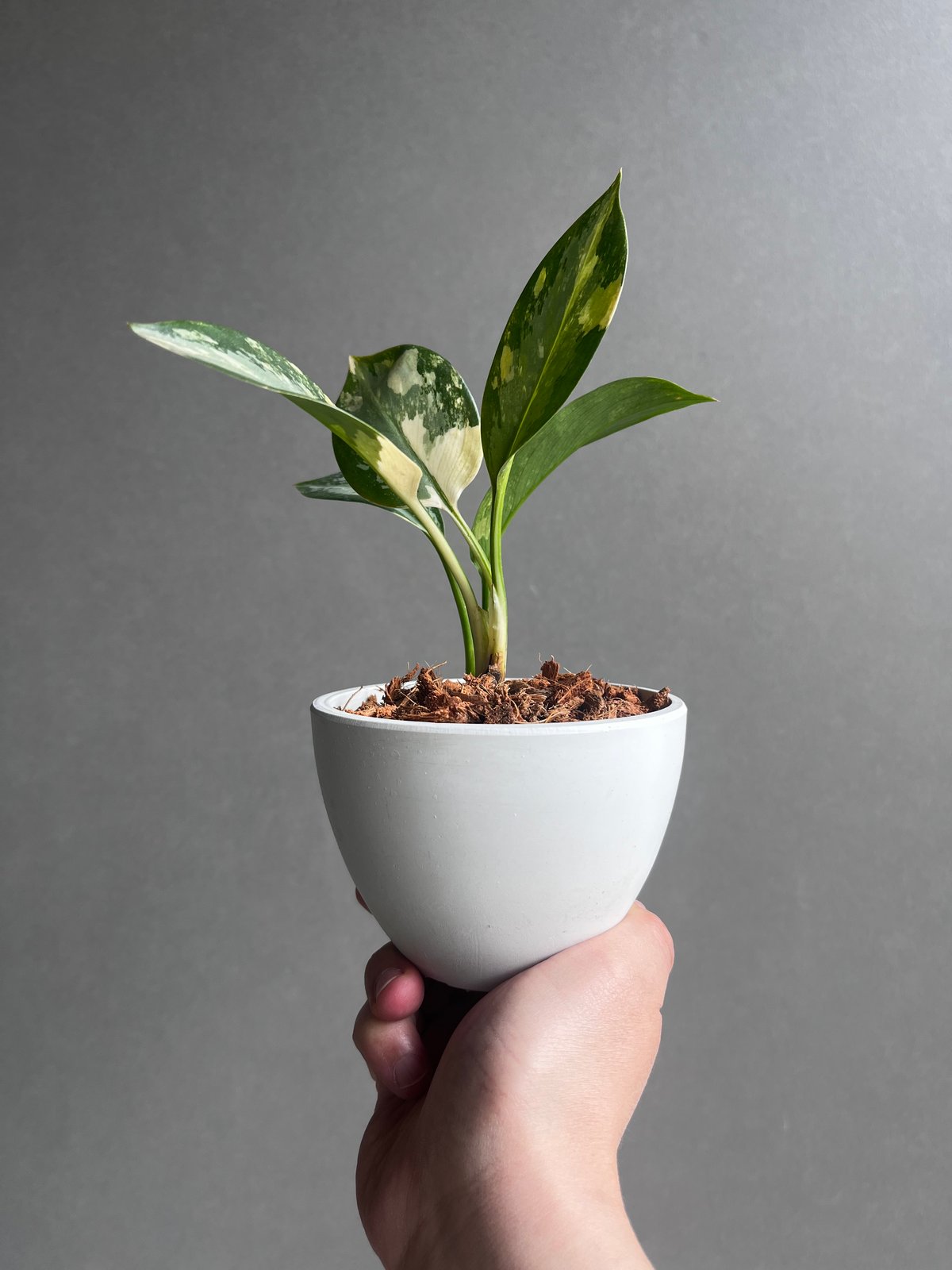アグラオネマ スワンナプーム「Aglaonema Suvarnabhumi」53A | SHO