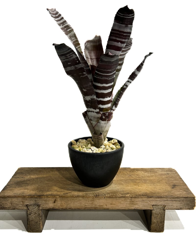 エクメア　チャンティーニ　ブラックセレクトA1 エクメア チャンティニー ブラック セレクト 「Aechmea chantinii Black