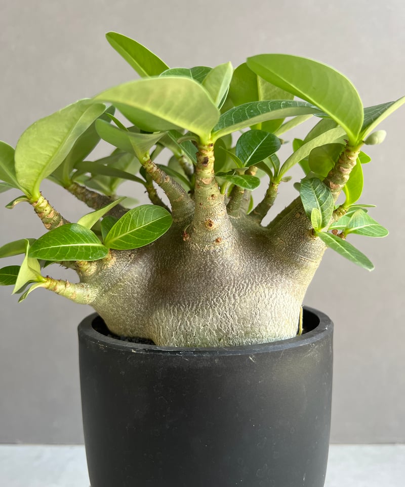 アデニウム アラビカム スーパー ドワーフ “ブラック” 「Adenium