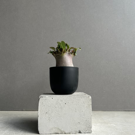 アデニウム | STORES