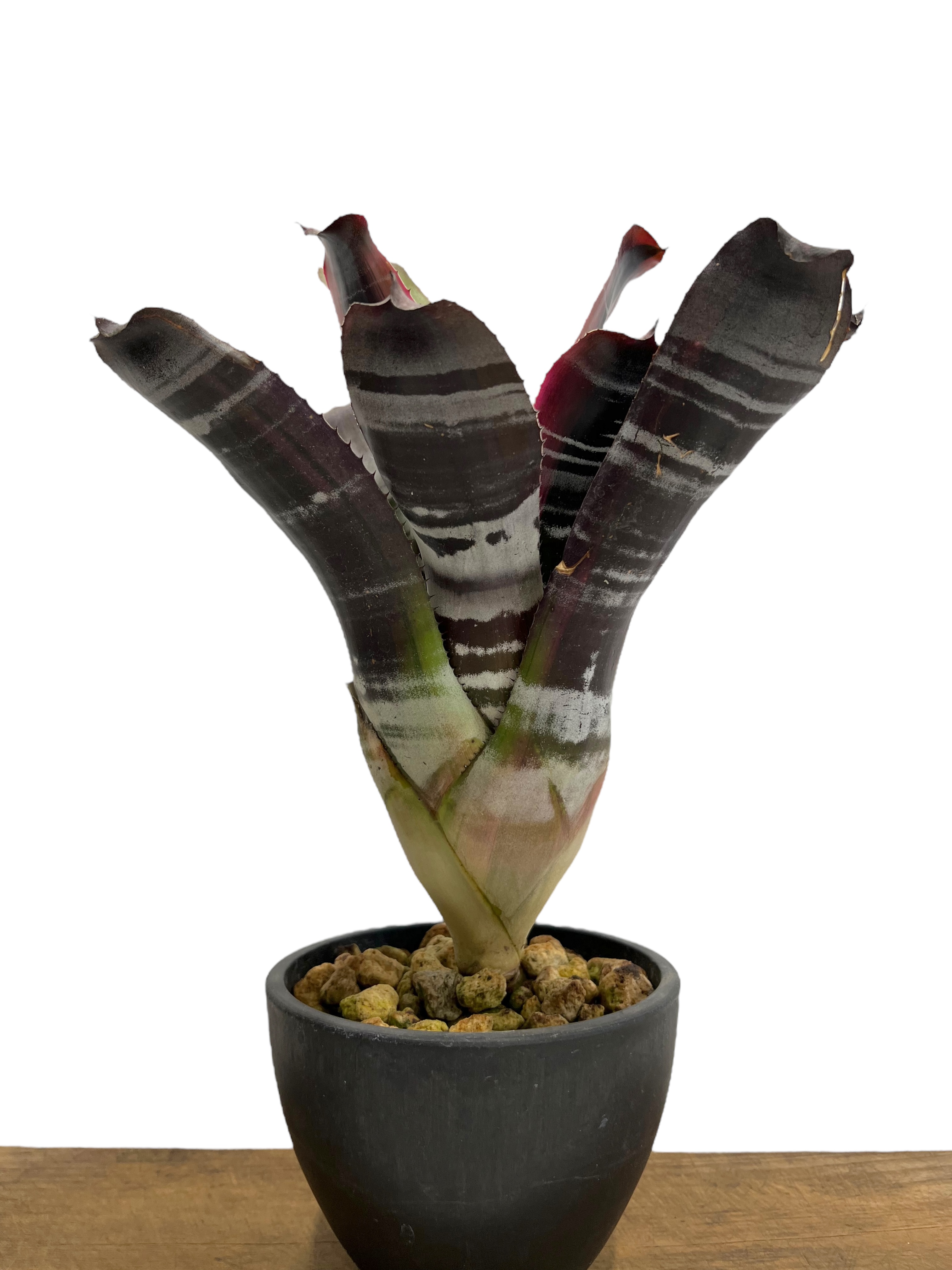 エクメア オットー 「Aechmea Otto」35T | SHOUCHIKUEN