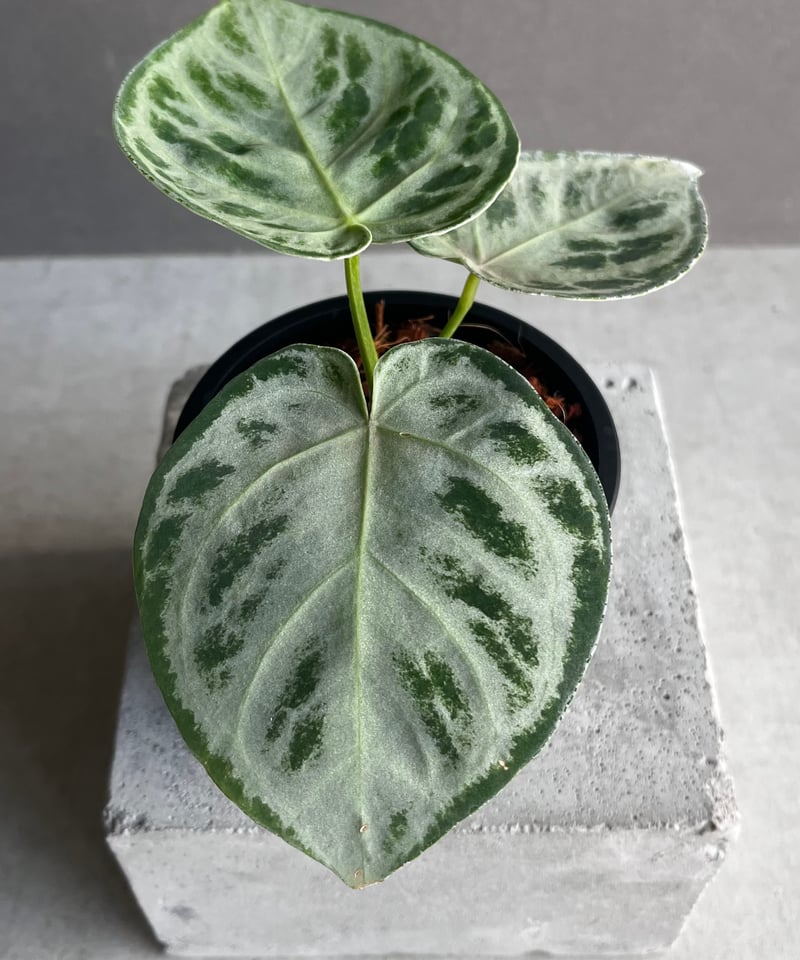 アンスリウム ドラヤキ シルバー 「Anthurium Dorayaki Silver