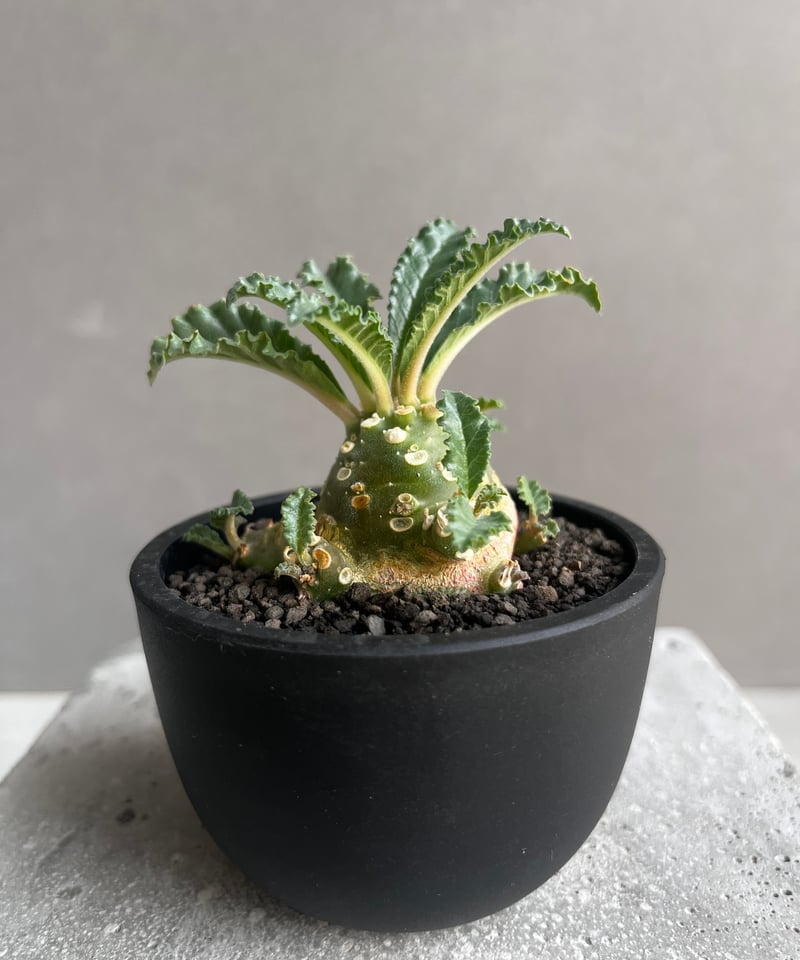 ドルステニア ラブラニー(多頭タイプ) 実生苗 「Dorstenia