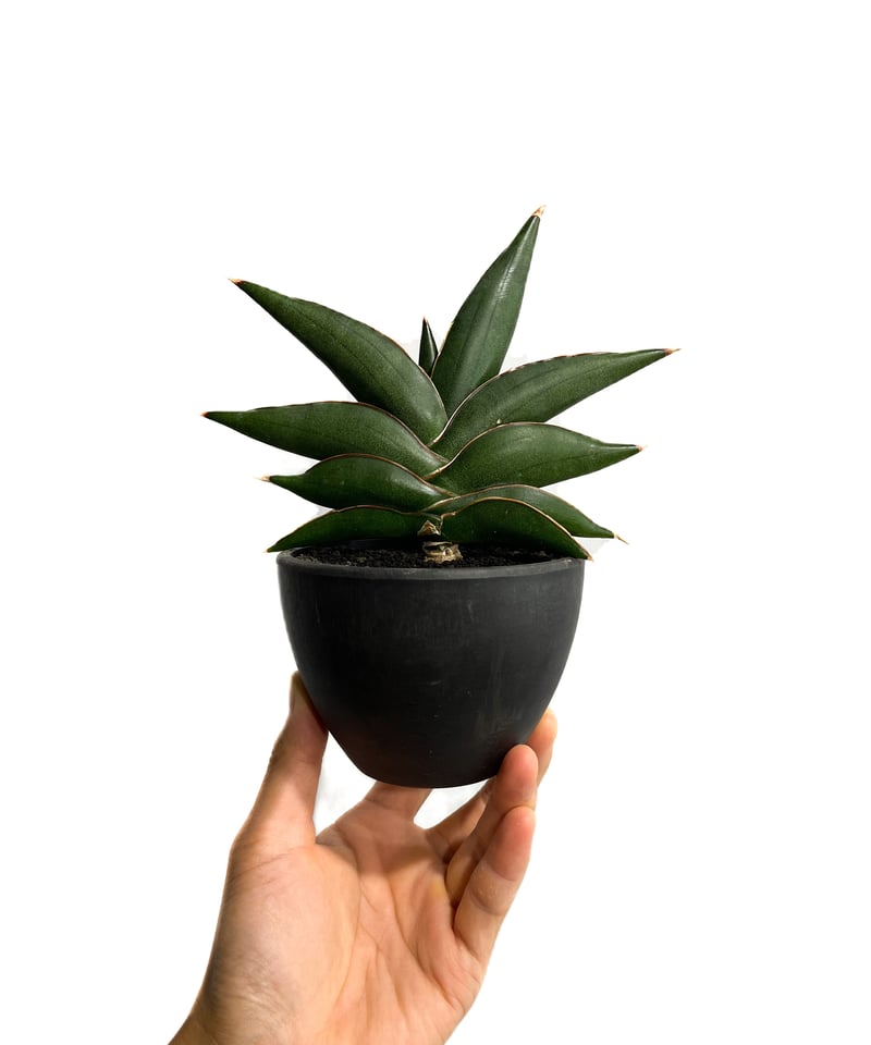 サンセベリア サワディー 「Sansevieria Sawasdee」27C-2 | SHOU