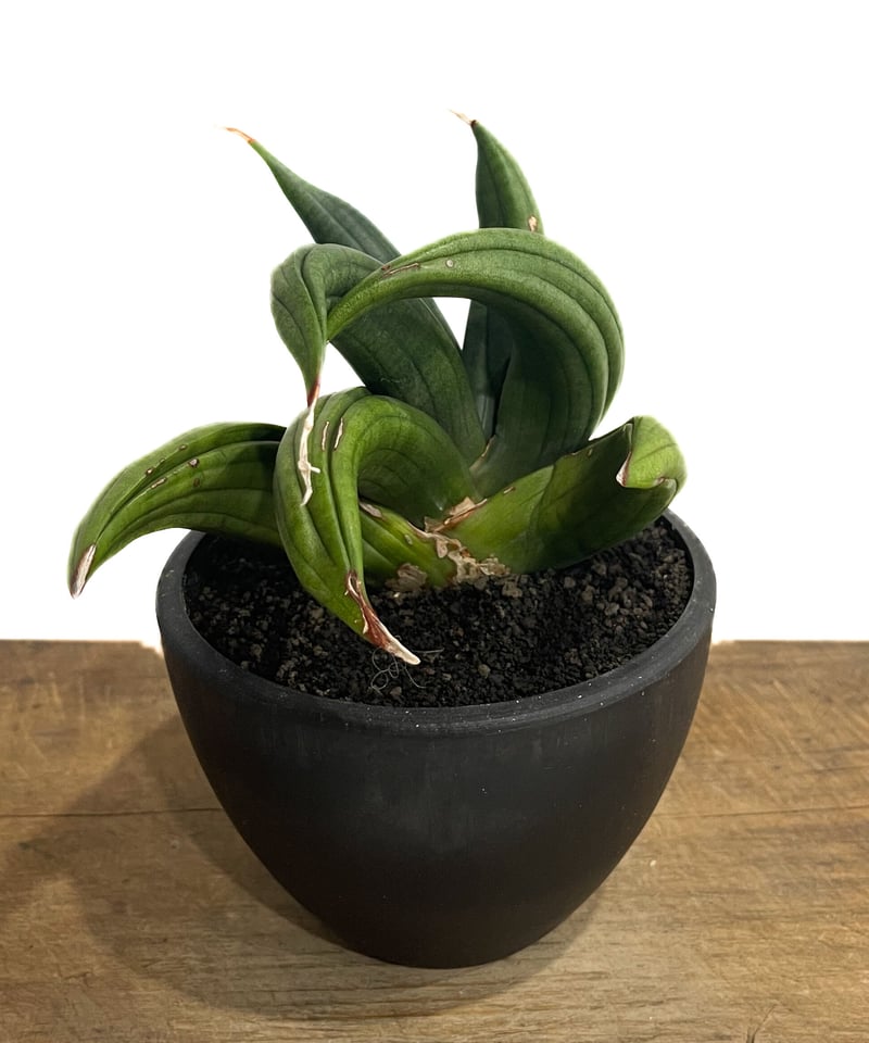 サンセベリア アンヤマニー ハイブリッド “トルネード”「Sansevieria