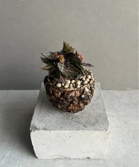 6種類】plants monsters pot 1-6 | SHOUCHIKUEN