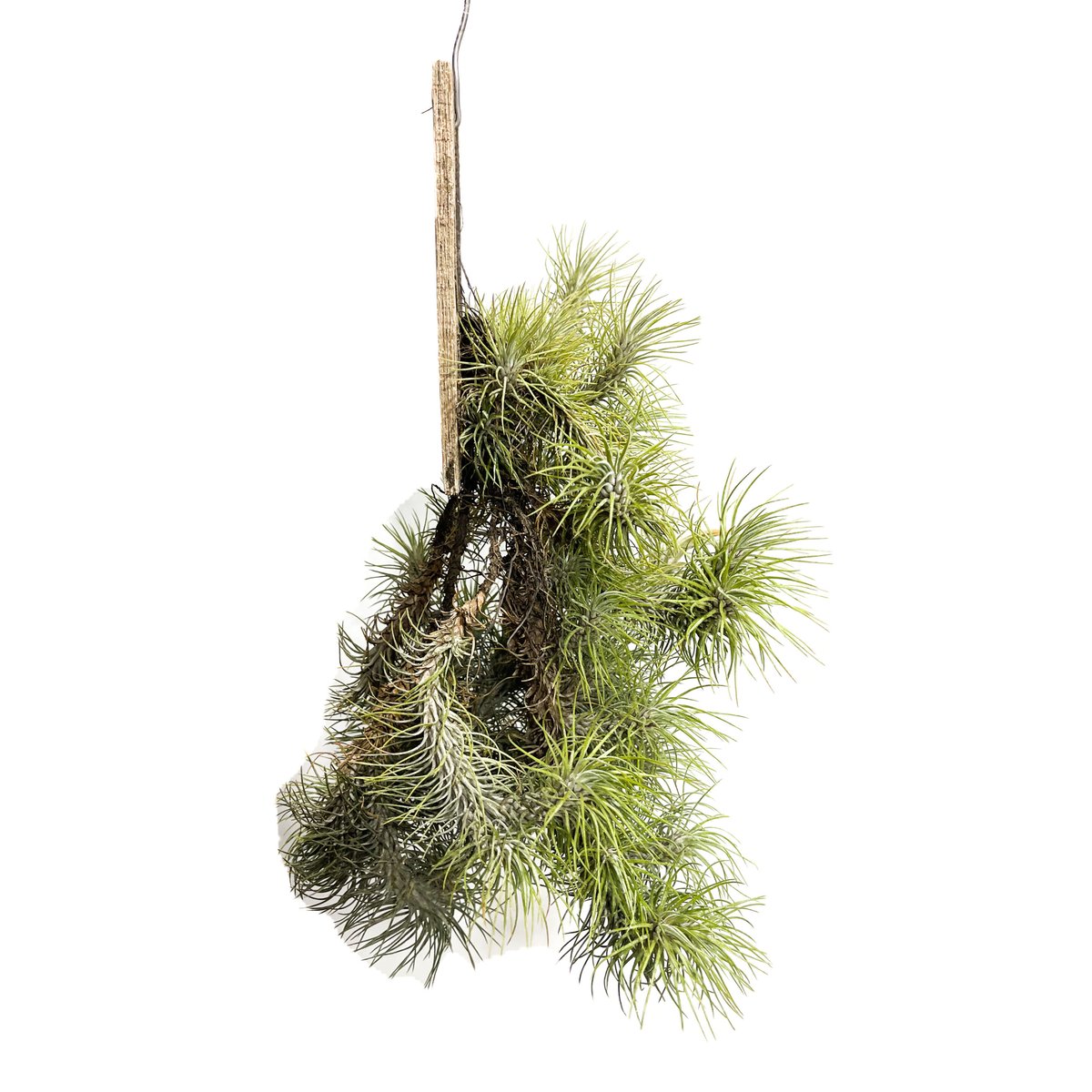 ティランジア フンキアナ レクルビフォリア「Tillandsia funckiana var