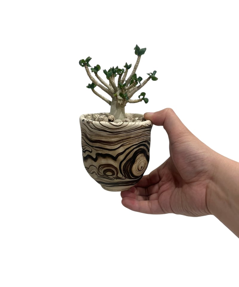 アデニウム D.H.A (獅子葉) スモールリーフ + plantsmonsters pot