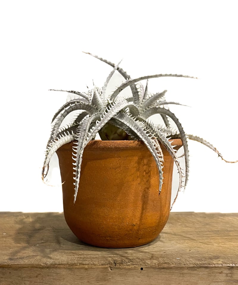 ディッキア ハイブリッド 「Dyckia Hybrid」18E-2 | SHOUCHIKUEN ディッキア ハイブリッド 「Dyckia Hybrid」18E-2 | SHOUCHIKUEN