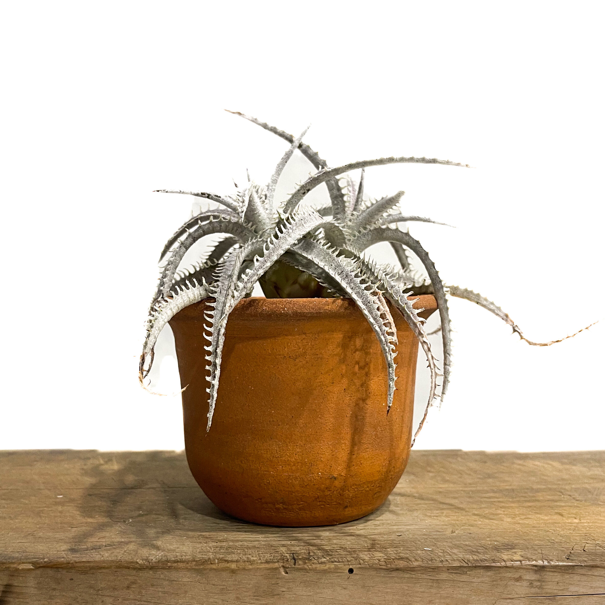 ディッキア ハイブリッド 「Dyckia Hybrid」18E-2 | SHOUCHIKUEN