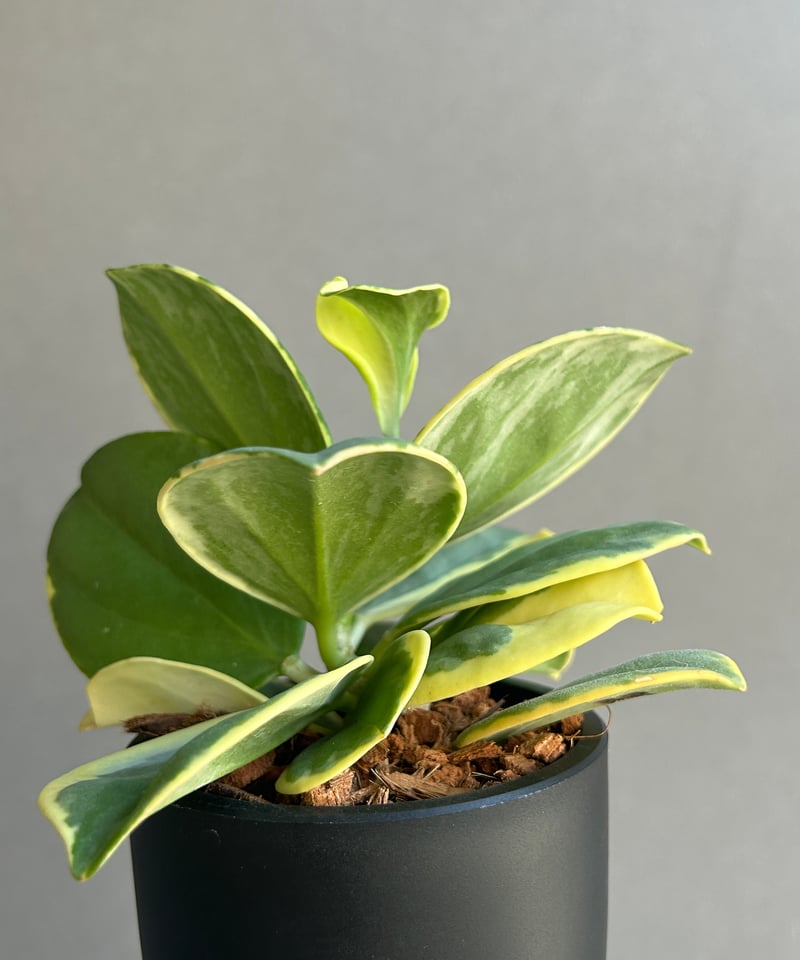 ホヤ パキクラーダ アルボマルギナータ「Hoya pachyclada albomargina