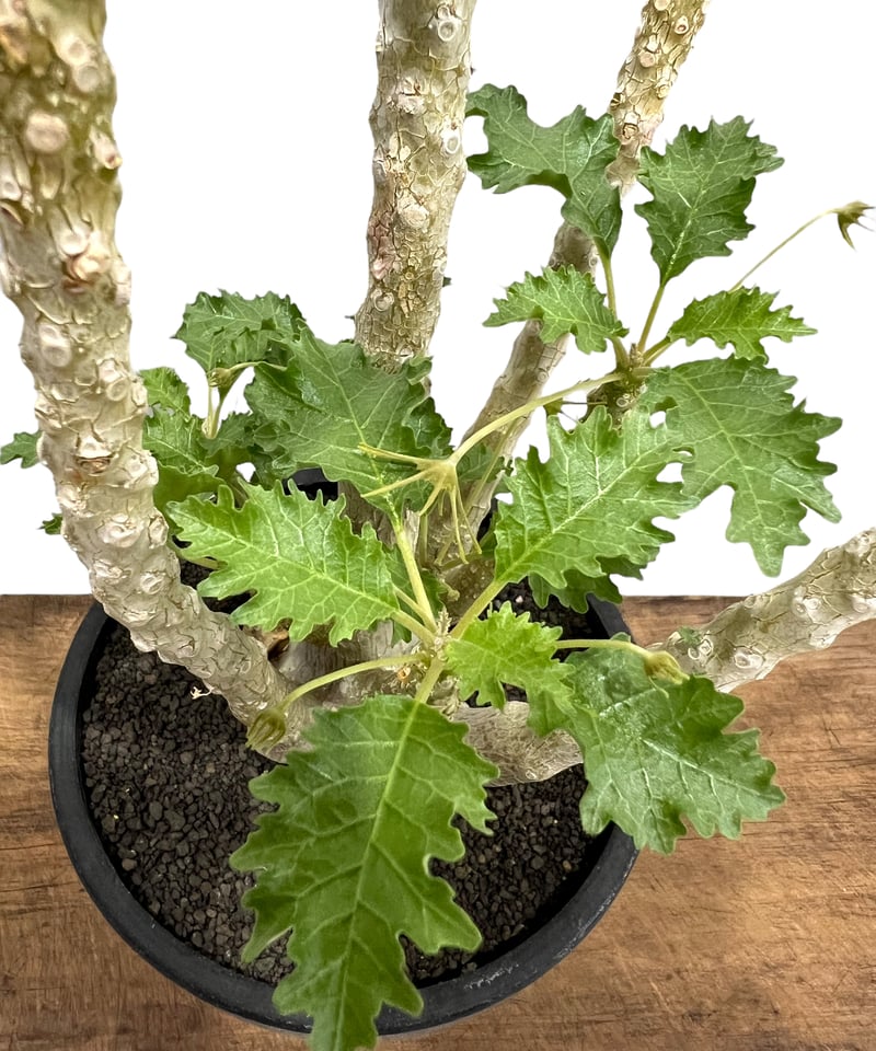 ドリステニア　ジプソフィラ 現品限り】ドルステニア・ジプソフィラ【V11】 Dorstenia gypsophila