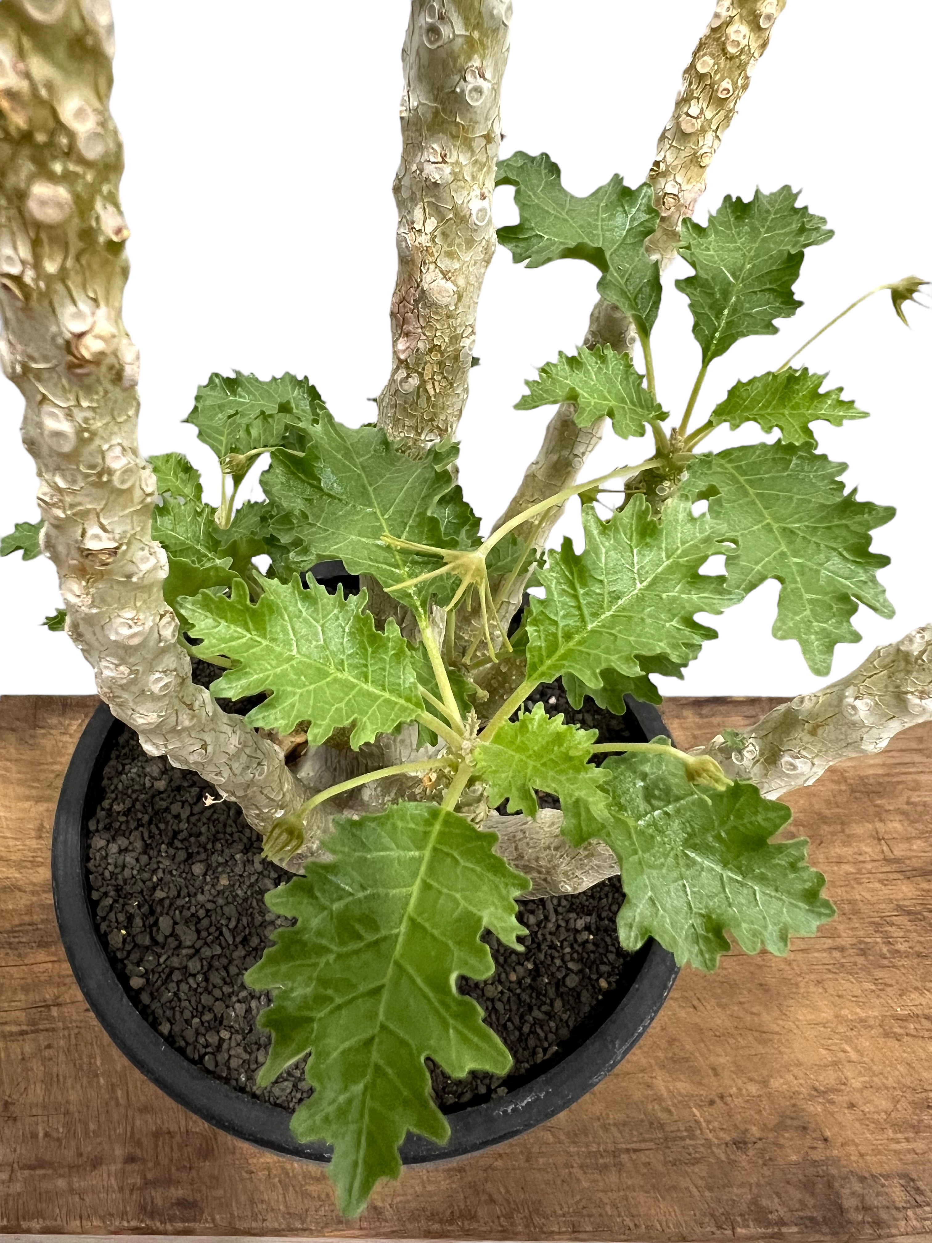 ドルステニア ジプソフィラ x ラブラニー 綴化 「Dorstenia gypsophila