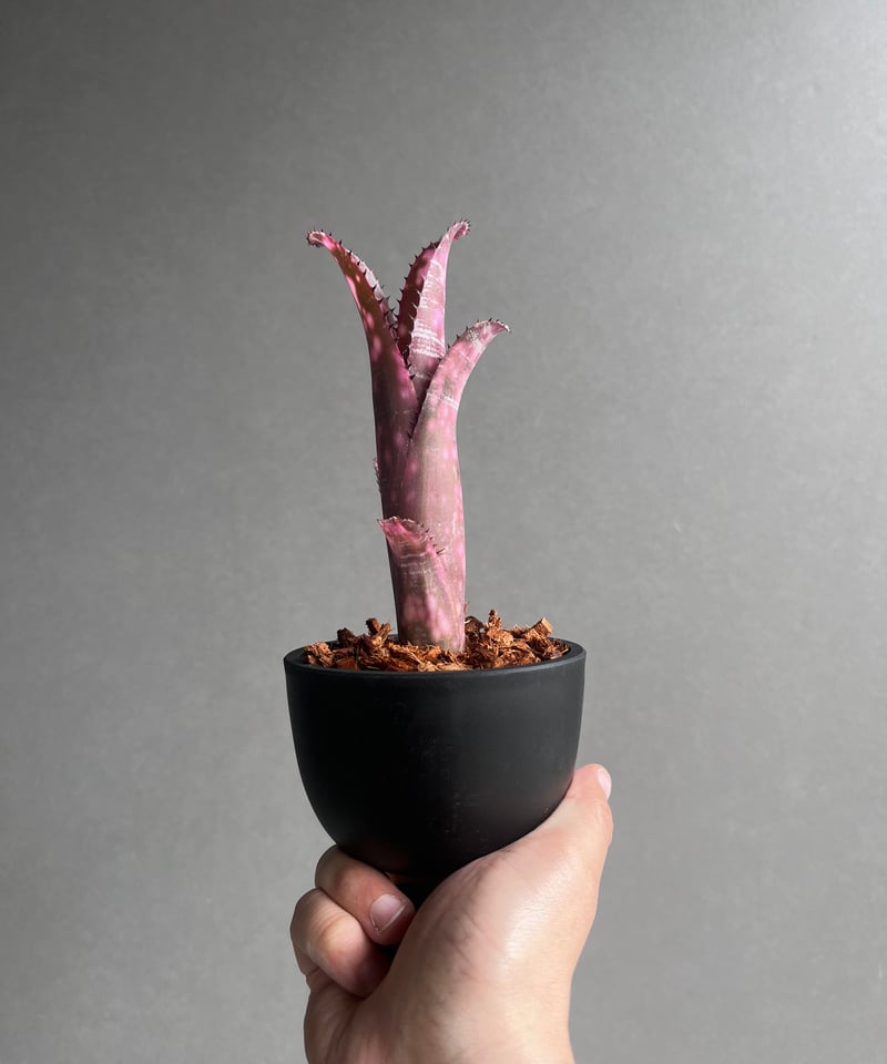 ビルベルギア インセンディアリー デライト 「Billbergia Incendiary De
