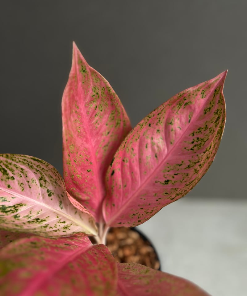 激レア！アグラオネマ　タマラ アグラオネマ タマラ 「Aglaonema Tamara」62X | SHOUCHIKUEN