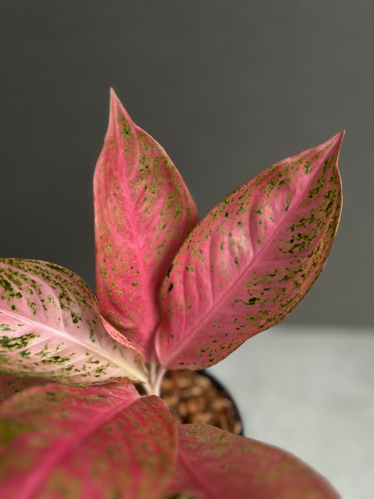 アグラオネマ タマラ 「Aglaonema Tamara」62X | SHOUCHIKUEN