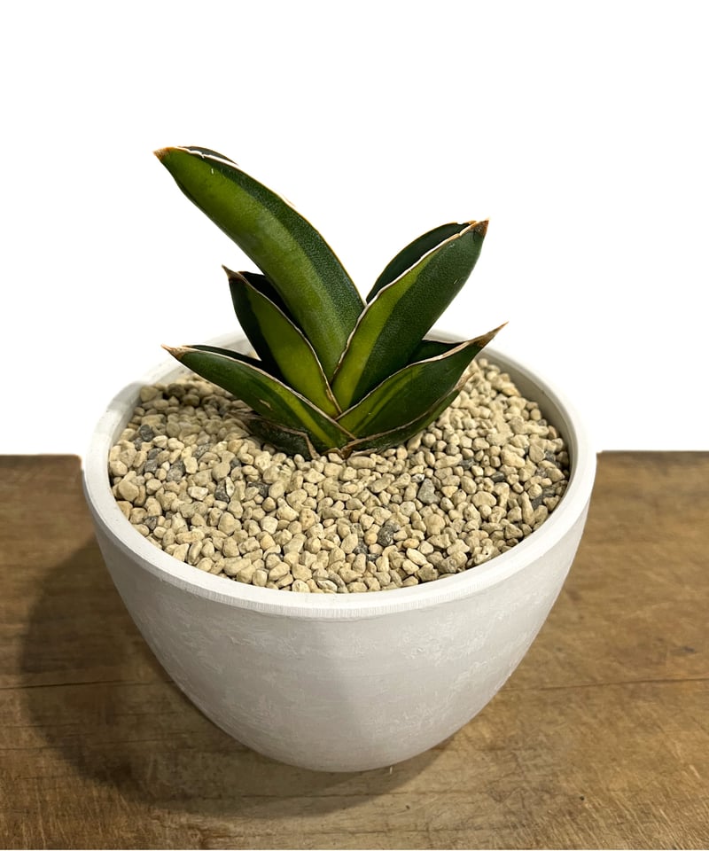 サンスベリア パテンス 斑入り byアンヤマニーガーデン サンセビリア サンセベリア：パテンス斑入り 2.5号 の通販 | 園芸ネット